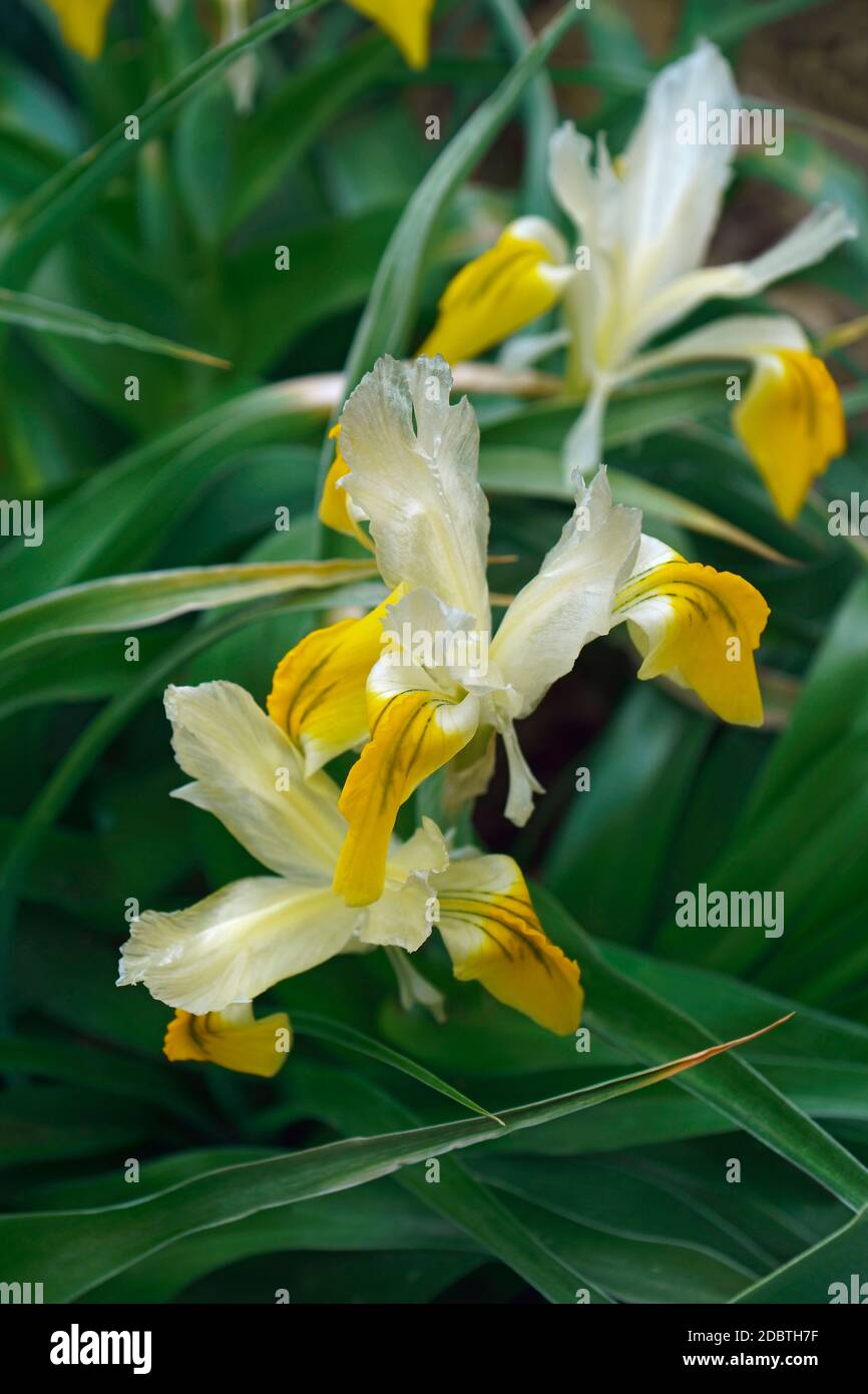 Mais-lasciato juno (iris Iris bucharica) Foto Stock