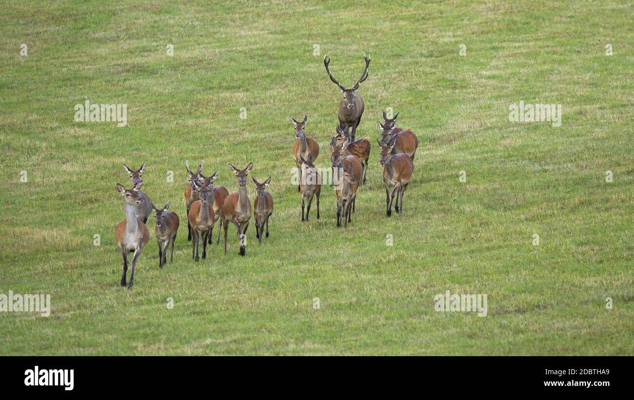 Cervo rosso dominante, cervo elaphus, a seguito di mandrie di branchi in stagione di conchettio. Gruppo di animali che si spostano sul pascolo in autunno. Stag con enormi antlers wal Foto Stock