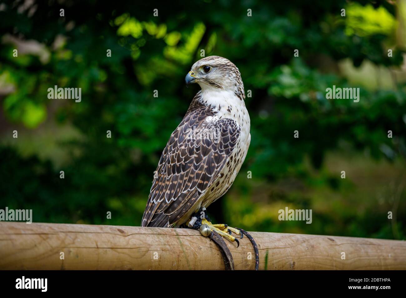 Una poiana Foto Stock