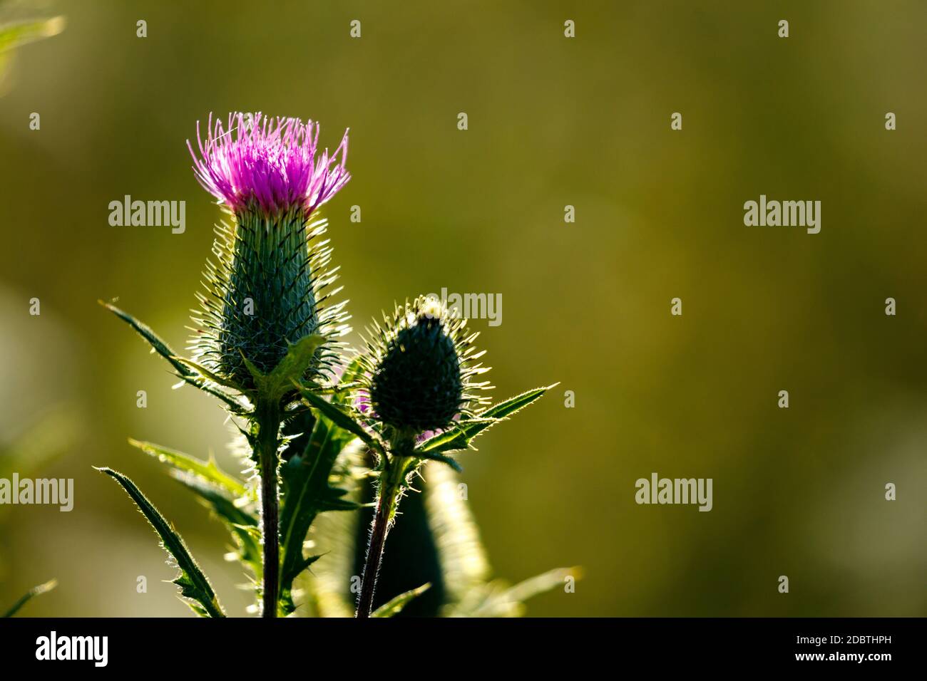 Un thistle su un prato Foto Stock