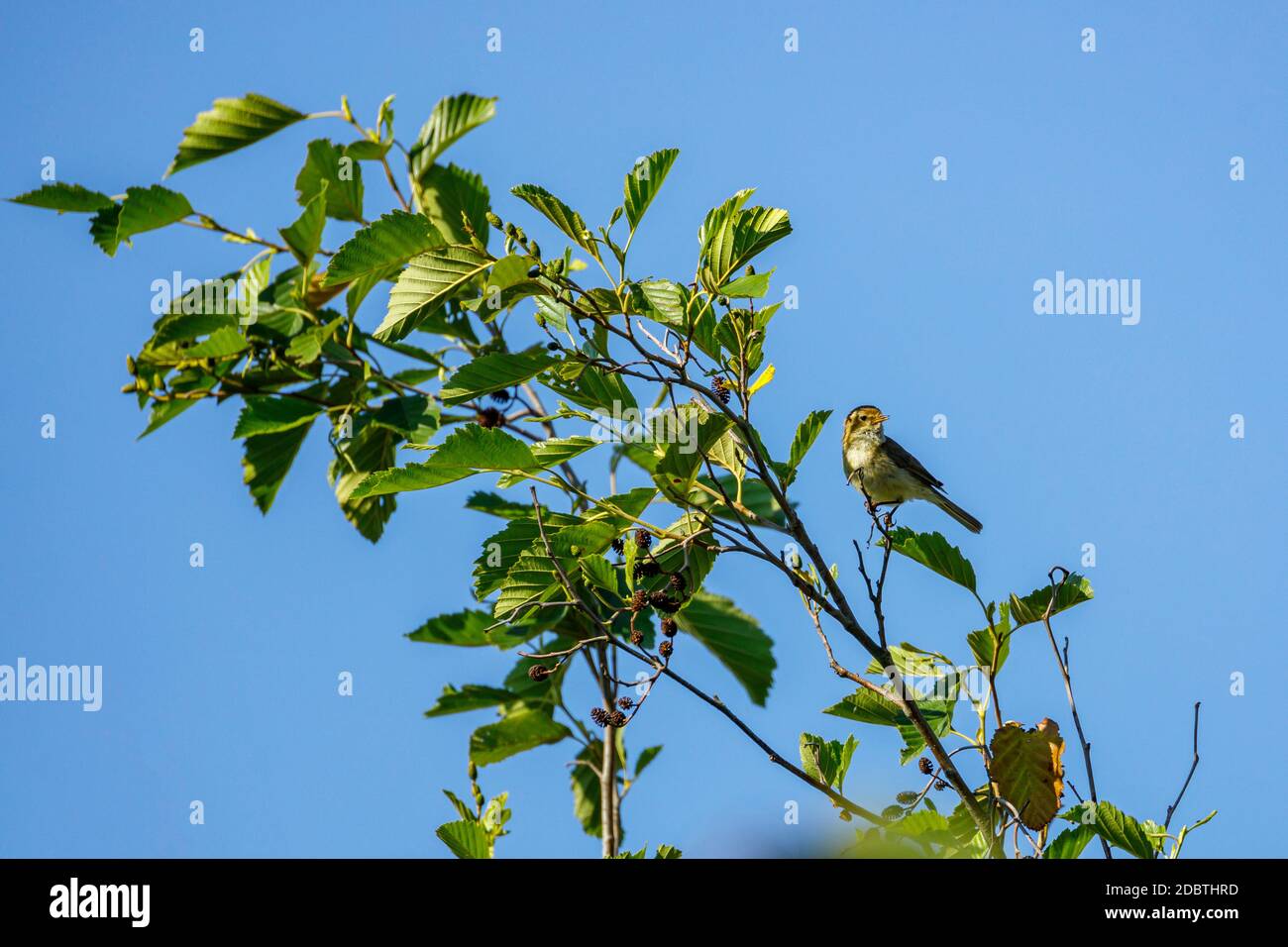 Un Garden Warbler su un ramo Foto Stock