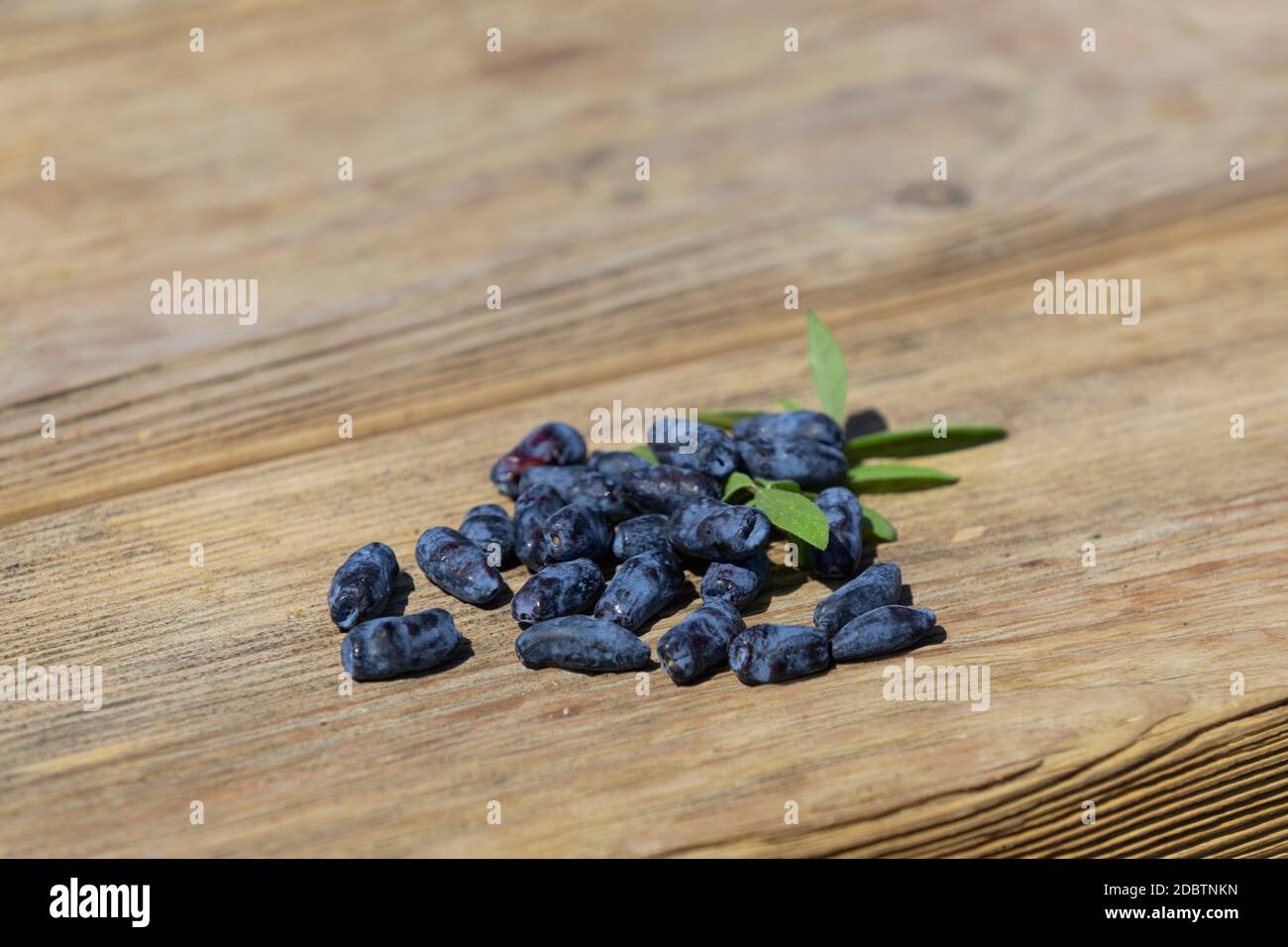 Raccolta fresca di frutti di bosco di Haskap, mirtillo blu o succhietto di miele di mirtillo con foglie su sfondo di legno. Foto Stock