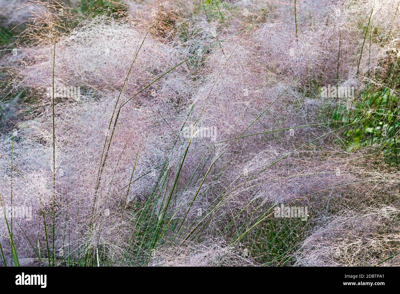 Muhly Hairawn (Muhlenbergia capillaris). Chiamato Golfo anche muhly Foto Stock