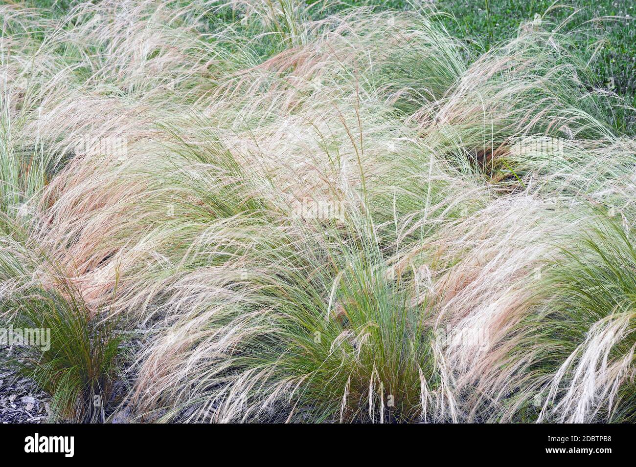 Feathergrass messicano (Nassella tenuissima). Chiamato Finestem needlegrass, Fineleaved nassella e argentino ago-erba Foto Stock