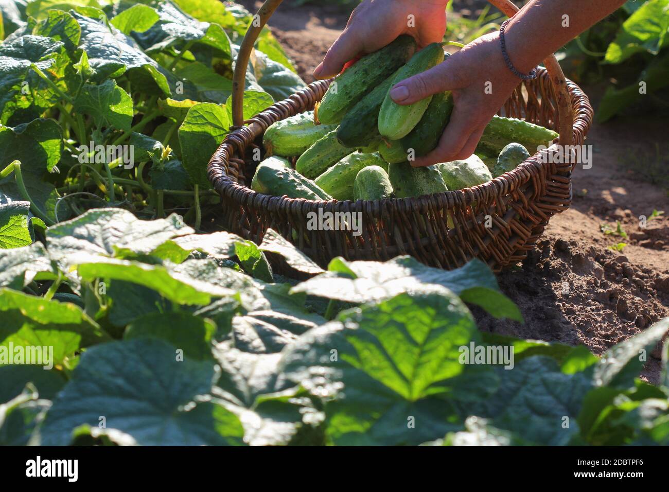 Verdure biologiche. I contadini mani con cetrioli appena raccolti nel cesto. Raccolto di prodotti da giardino. Foto Stock