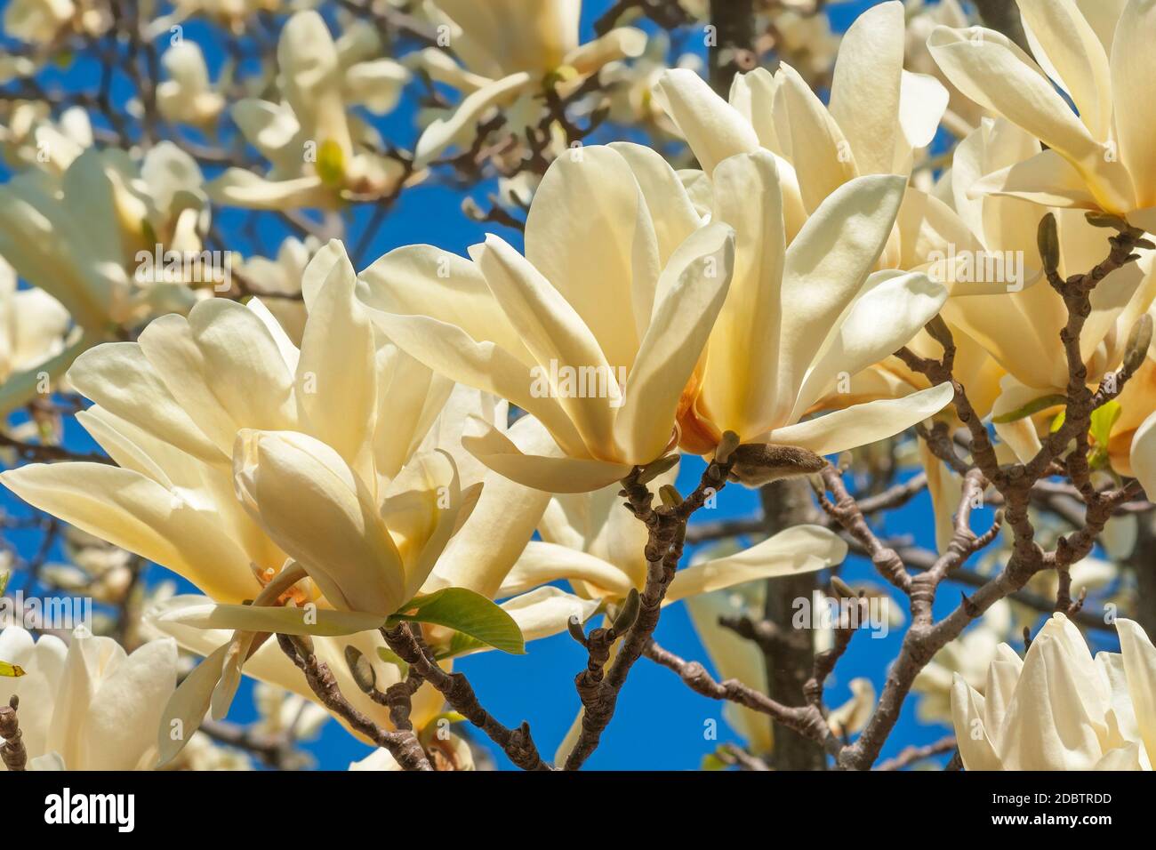Ivory Calice magnolia fiori (Magnolia Ivory Chalice). Ibrido tra Magnolia acuminata e Magnolia denudata Foto Stock