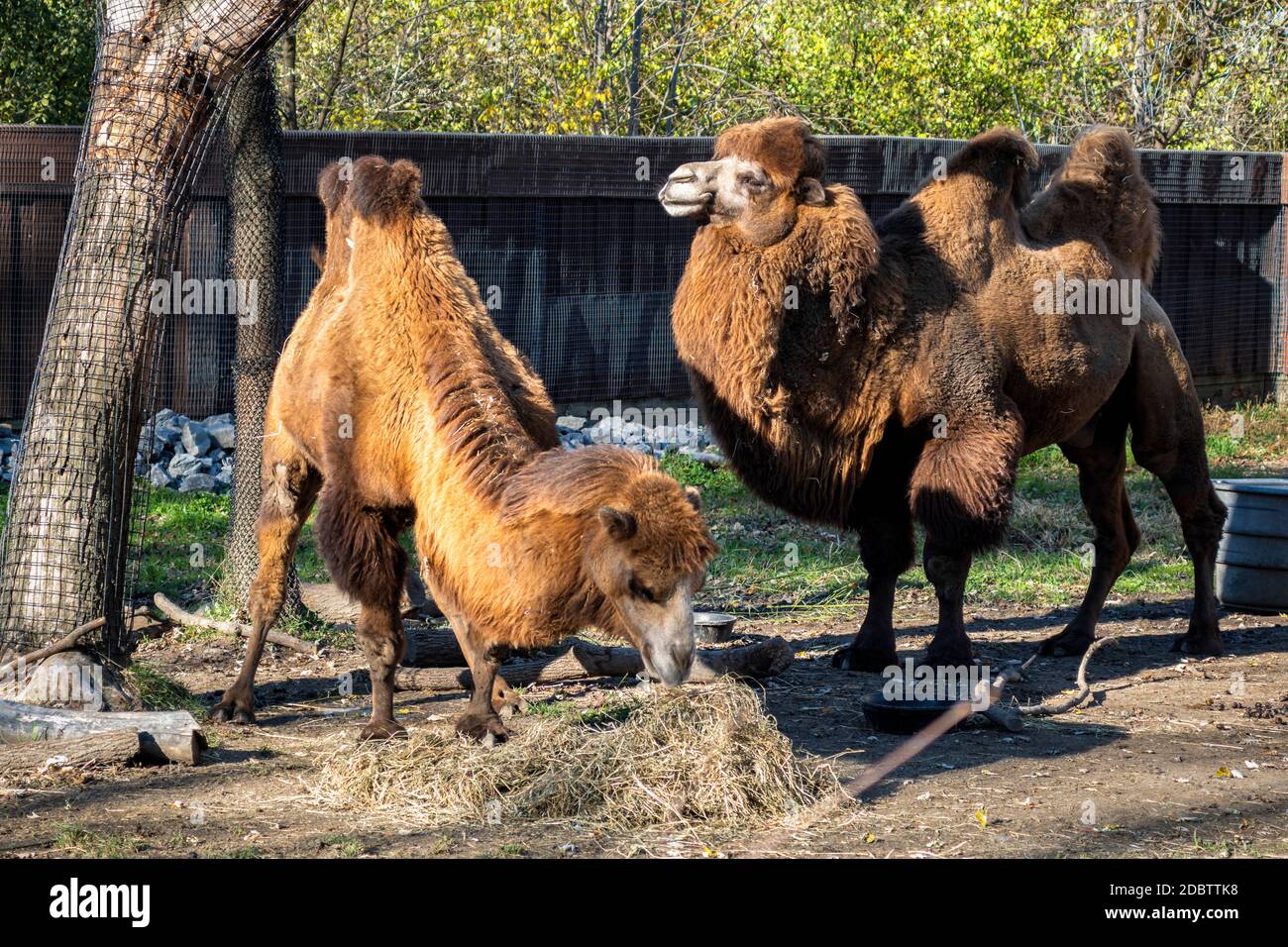 Cammelli a due gobbe che pascolano in una fattoria Foto Stock