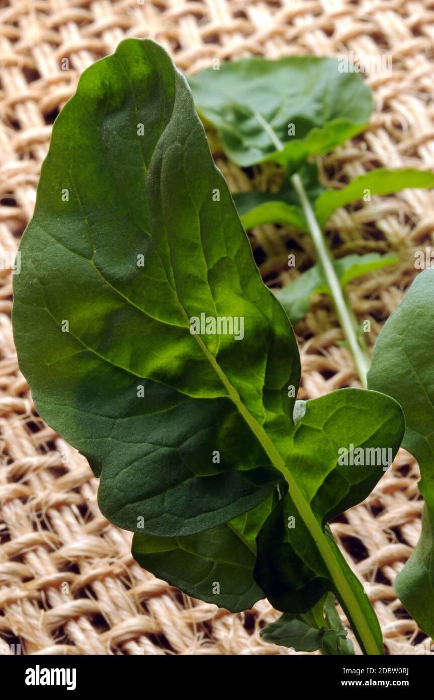 Primo piano su foglie di rucola fresche Foto Stock