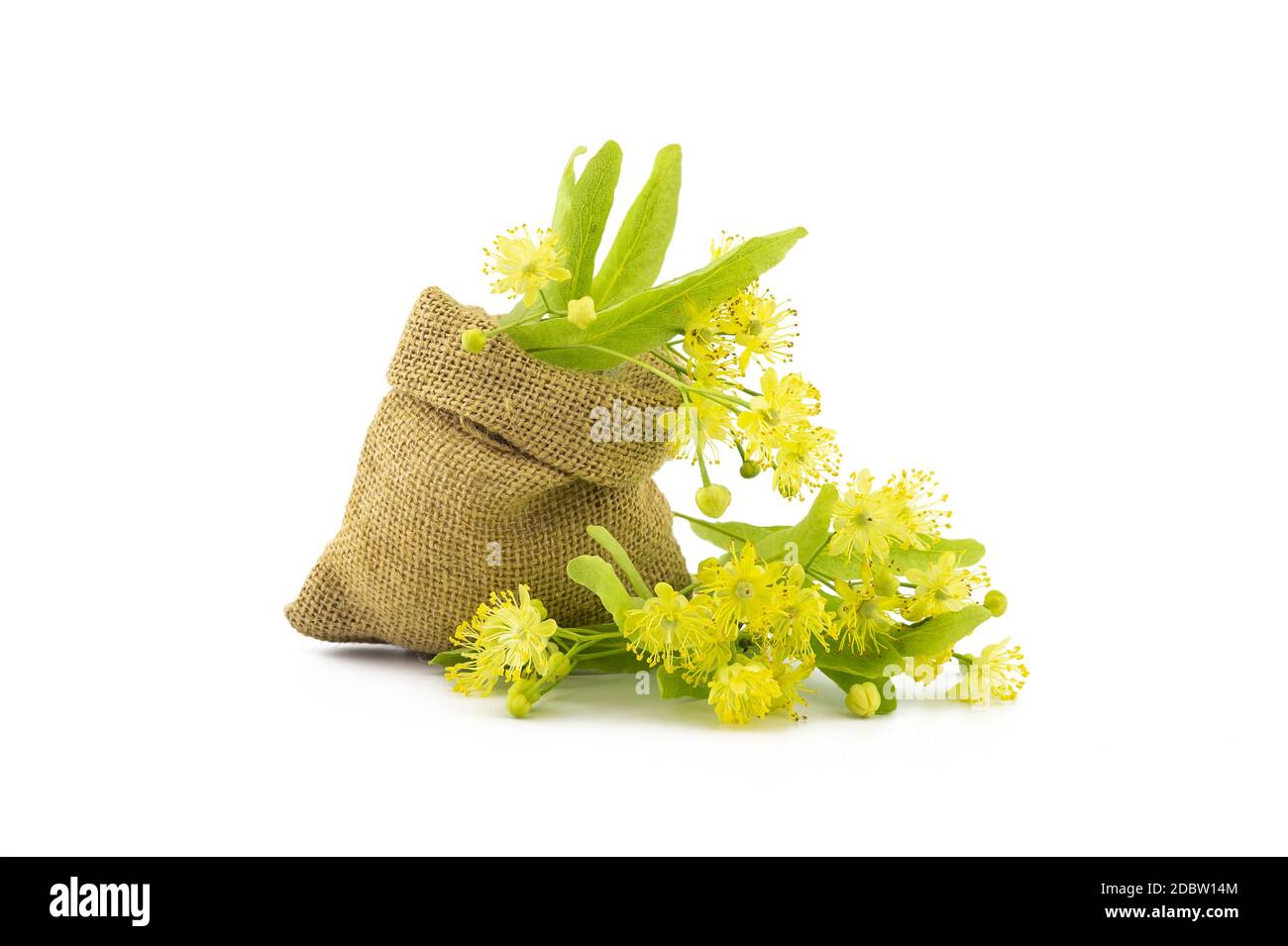 Piccola borsa hessiana di fiori e foglie di tiglio giallo appena raccolti, chiamata anche tilia e lime, per preparare un tisano o un tè curativo su una schiena bianca Foto Stock