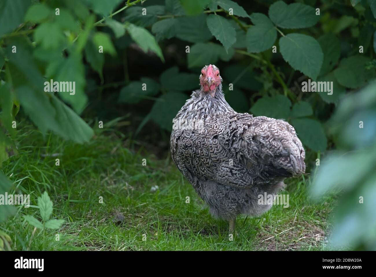 2 - UNO sguardo medio è diretto alla testa della macchina fotografica sopra da questo piccolo pollo del wyandotte di argento matizzato dell'animale domestico. Incorniciato bene da verde profondo in un giardino Foto Stock