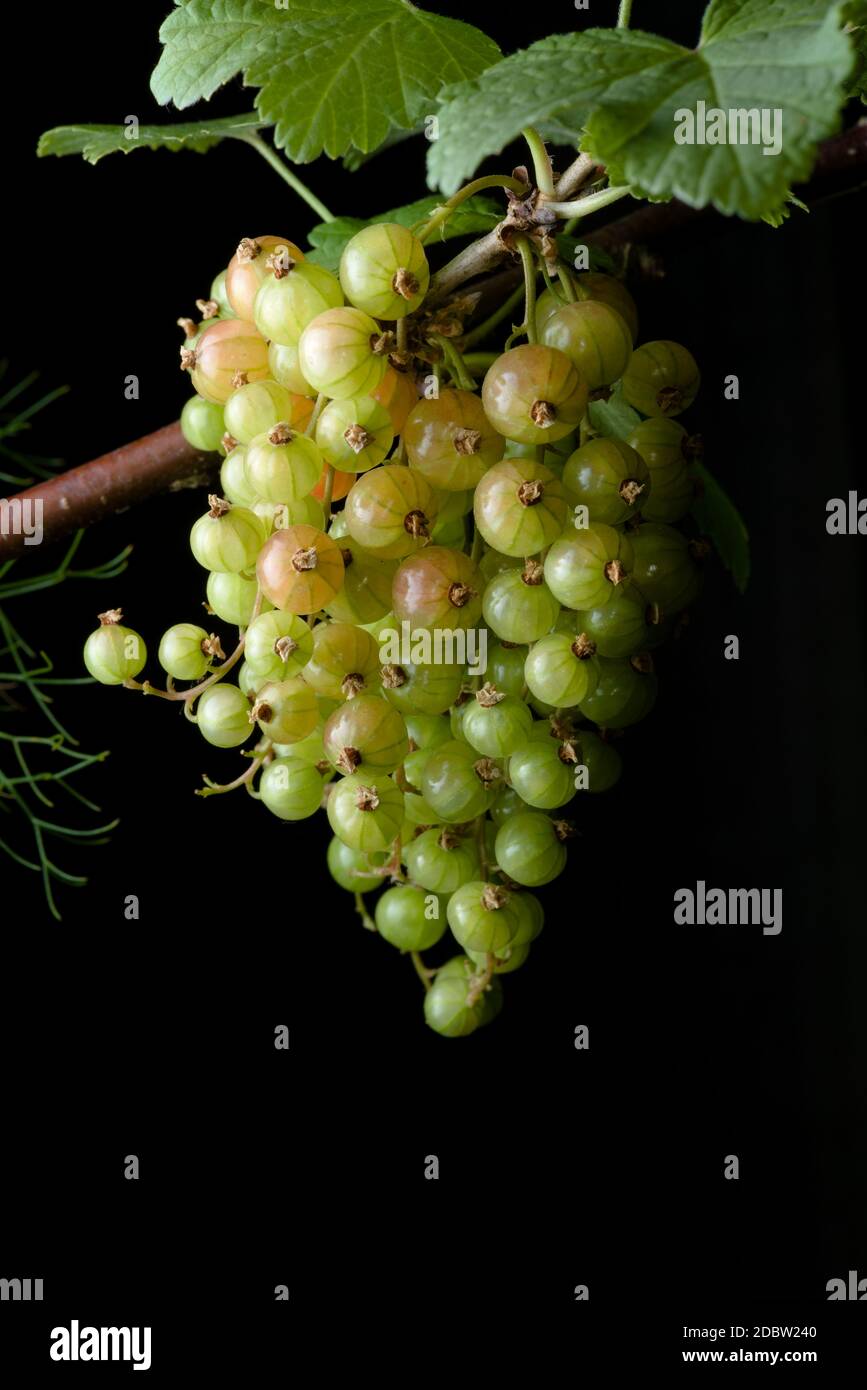 Primo piano. Un grosso grappolo di uva secca di Corinto rosso a vari stadi di maturazione. La maggior parte sono immature. Un accenno di finocchio alle erbe da sinistra. Foto Stock