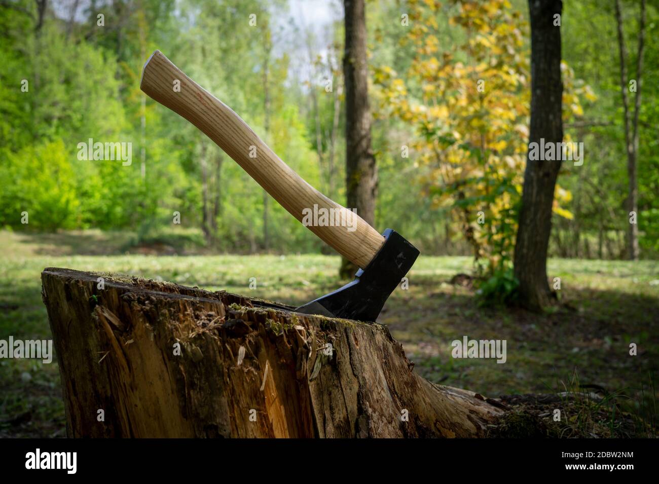 Chopper o ascia in piedi in verticale in un vecchio ceppo di albero all'aperto contro uno sfondo di bosco in primavera Foto Stock