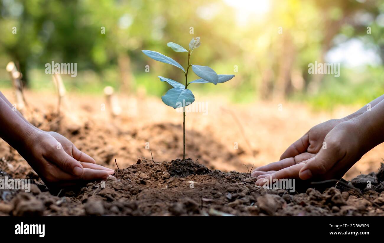 Le mani di un ragazzino stanno aiutando gli adulti a coltivare piccoli alberi nel giardino. L'idea di piantare alberi per ridurre l'inquinamento atmosferico o PM2.5 e per ridurre Foto Stock