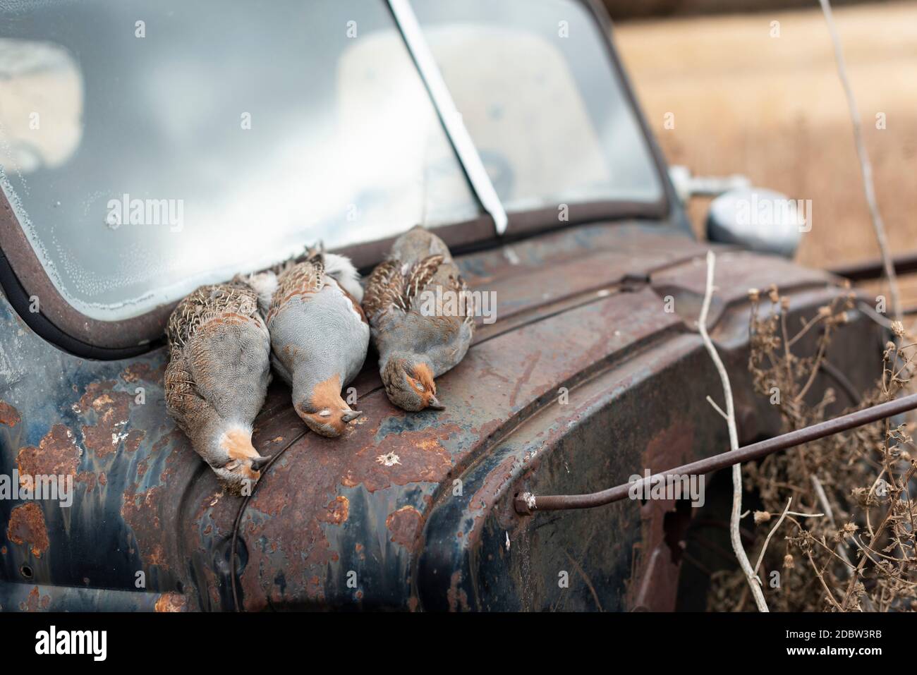 Caccia alla pernice nel North Dakota Foto Stock