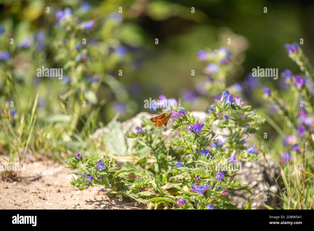 Farfalle spesse Foto Stock