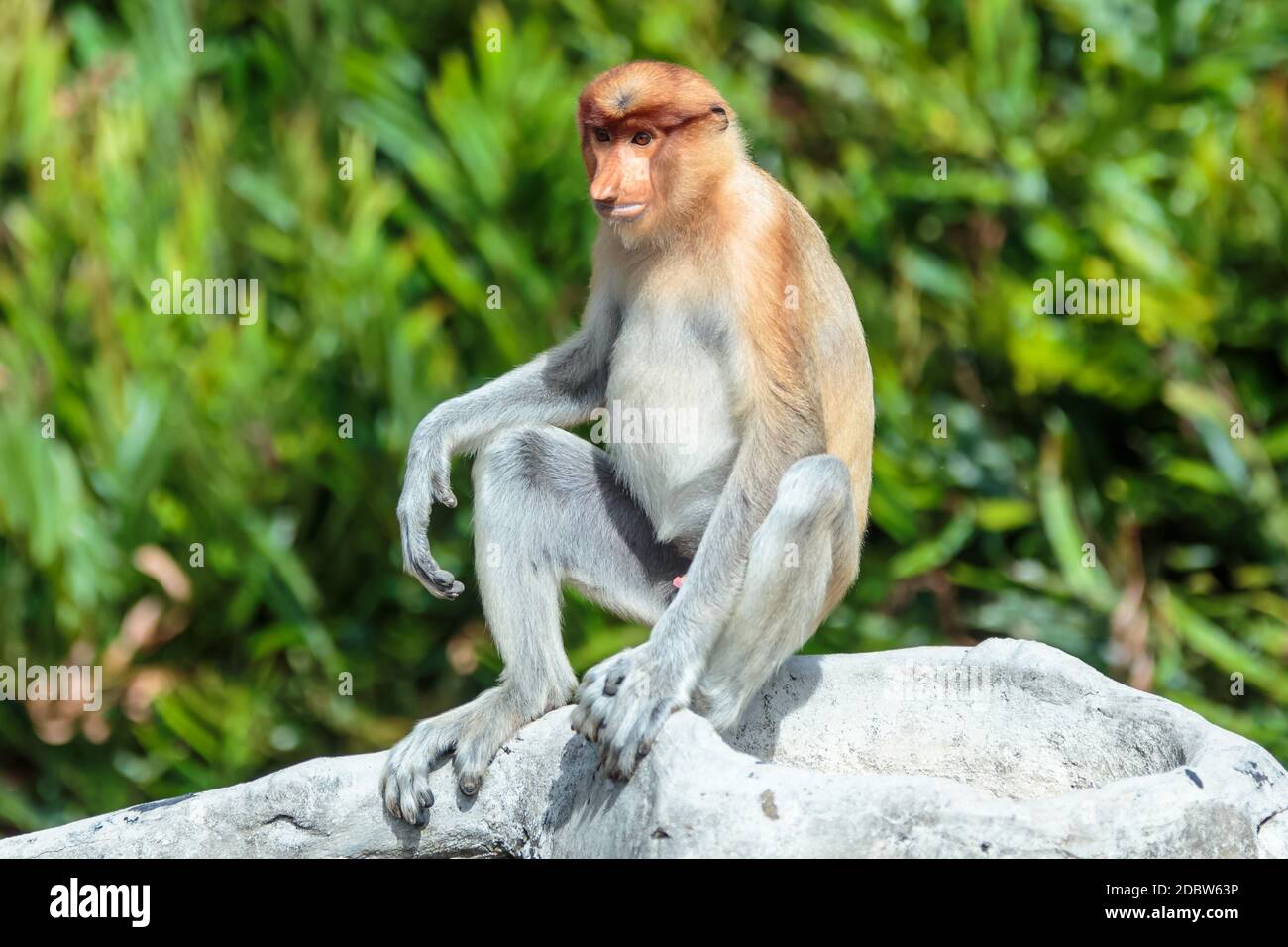 La scimmia probosca (larvatus nasalis) o scimmia dal naso lungo è una scimmia arborea rossastra del Vecchio mondo con un naso insolitamente grande. È endemica Foto Stock