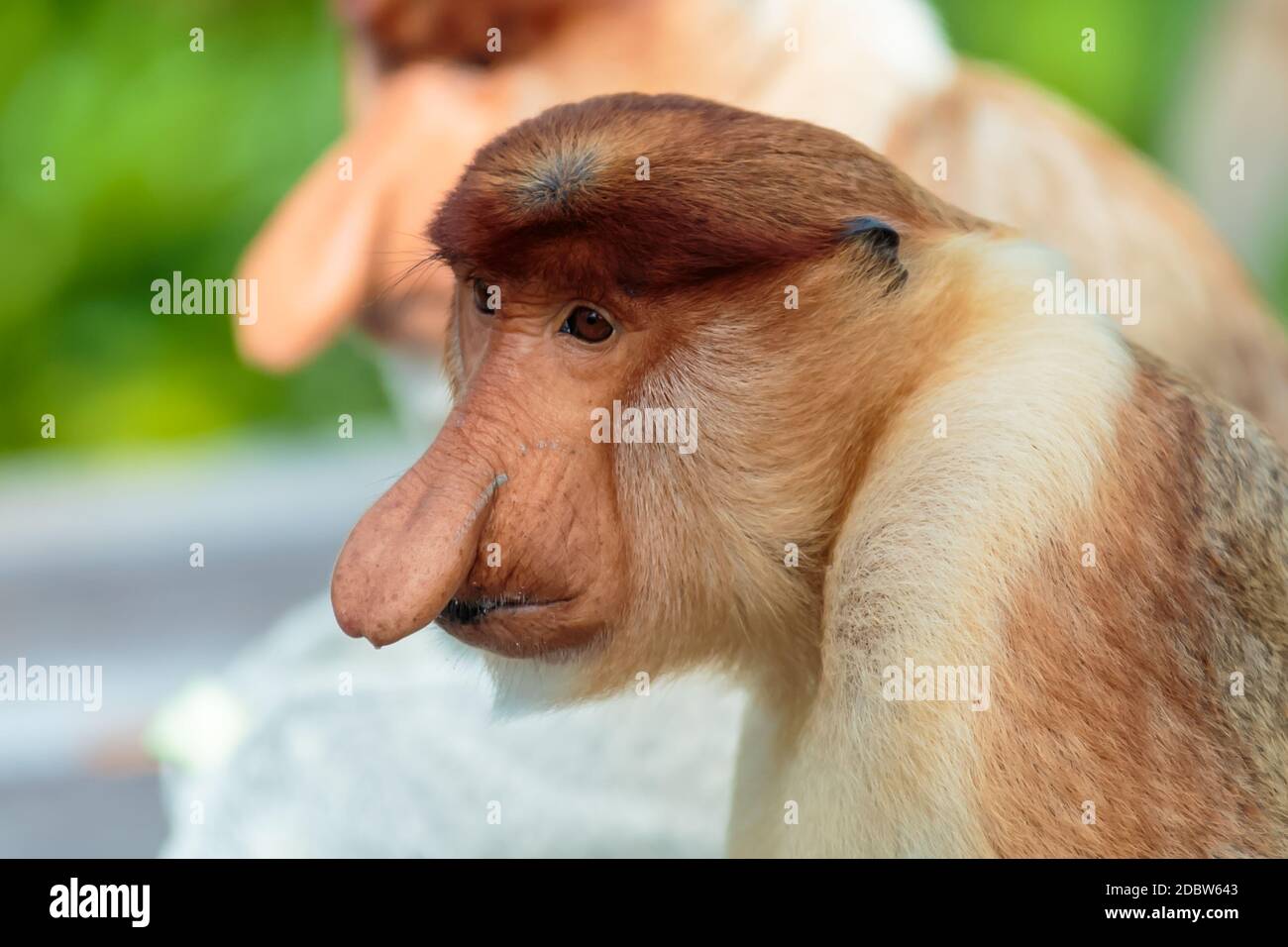 La scimmia probosca (larvatus nasalis) o scimmia dal naso lungo è una scimmia arborea rossastra del Vecchio mondo con un naso insolitamente grande. È endemica Foto Stock