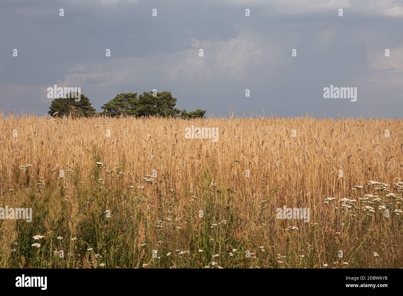 Paesaggio Foto Stock