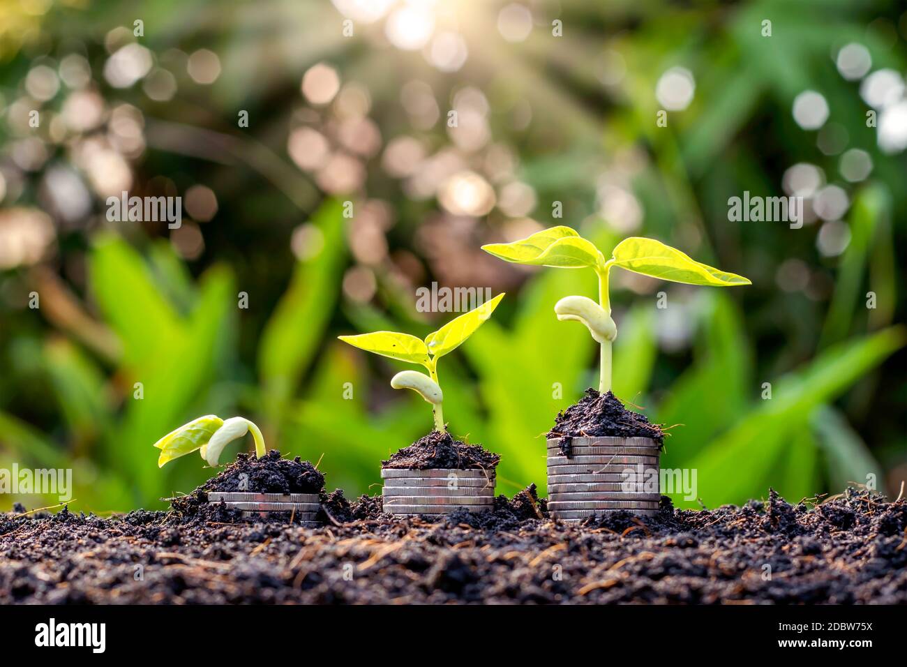 Monete e piante sono cresciute su un mucchio di monete per la finanza e il settore bancario. L'idea di risparmiare denaro e aumentare le finanze. Foto Stock