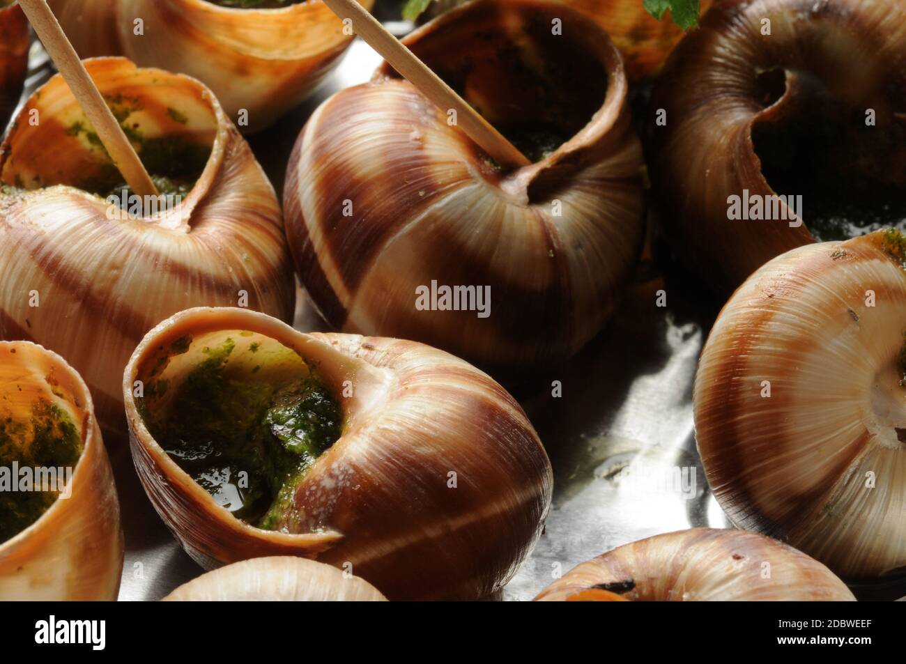 Escargot de Bourgogne con stuzzicadenti Foto Stock