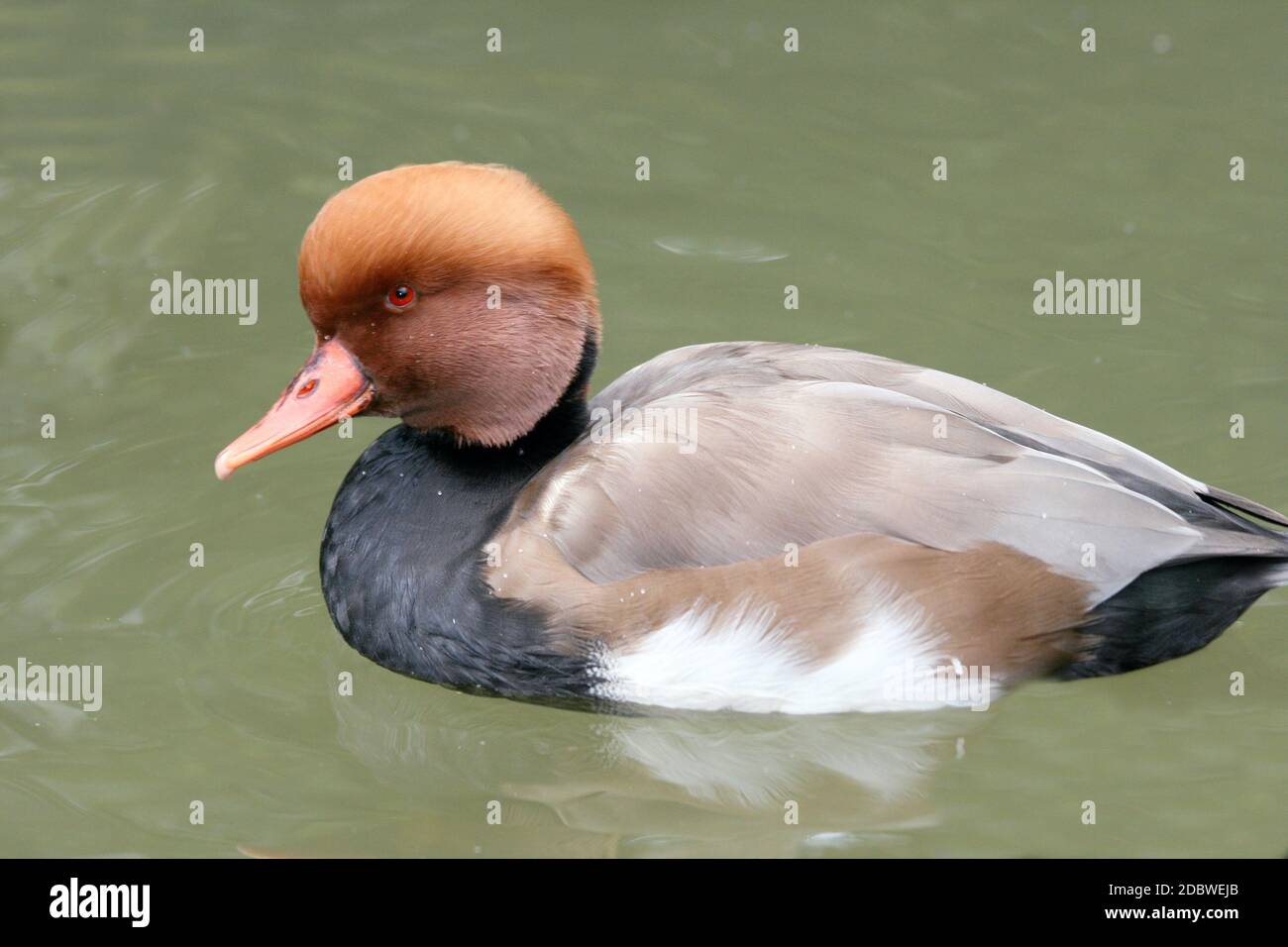 Un maschio rosso-crested Pochard (Netta rufina) in acqua Foto Stock