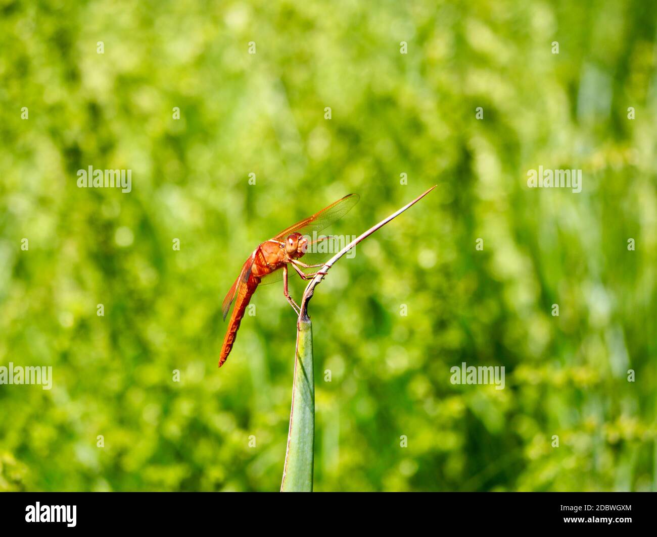 La libellula arancione riposa sull'erba Foto Stock