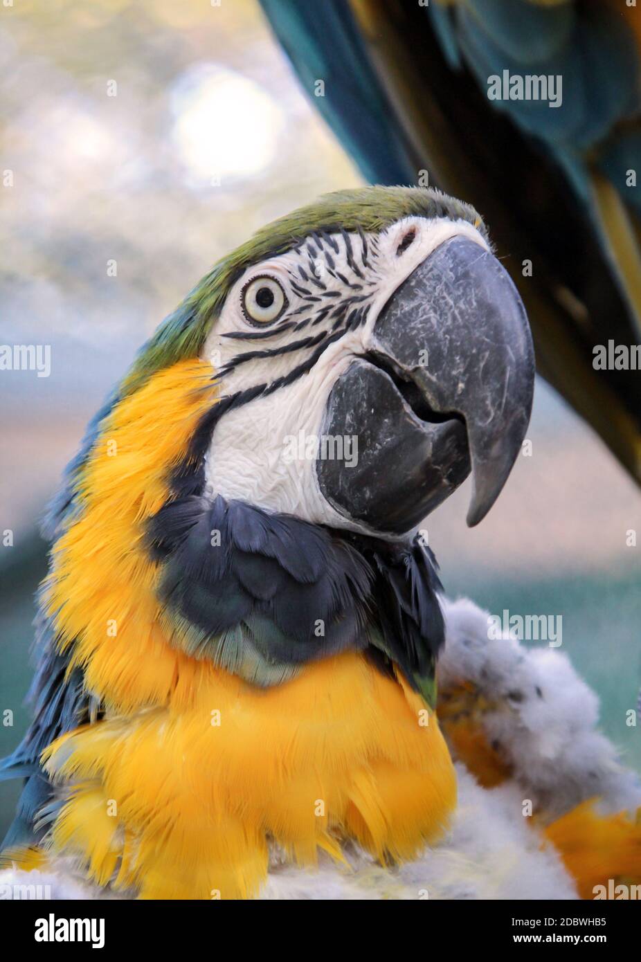 Ritratto, un primo piano di un macaw nel molt. Foto Stock