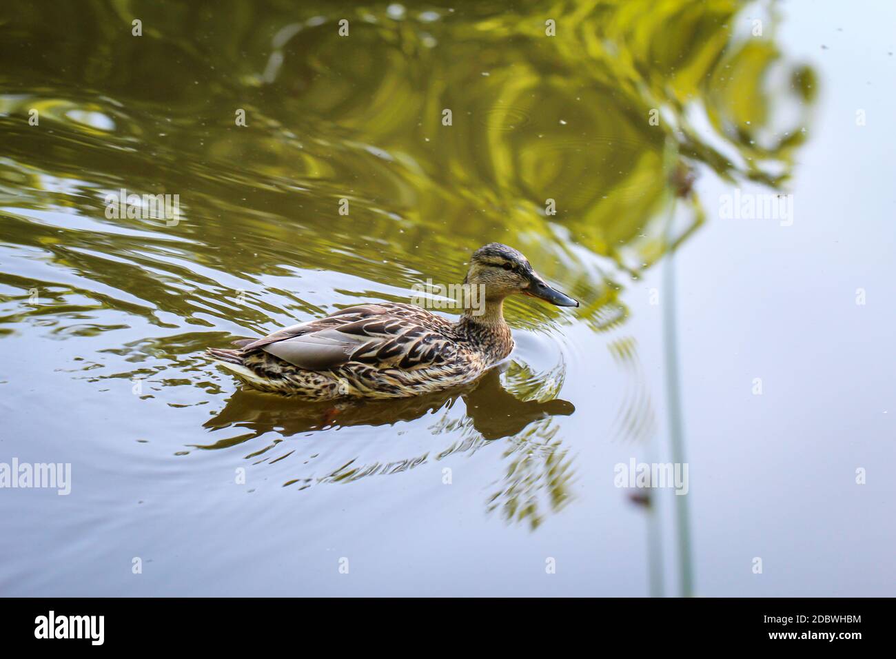 Ritratto di una giovane anatra mallard in uno stagno. Foto Stock