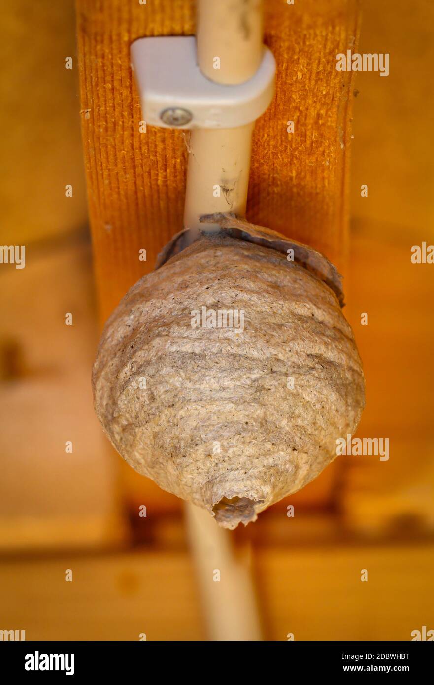 L'inizio di un nido di vespe in costruzione su un soffitto. Foto Stock