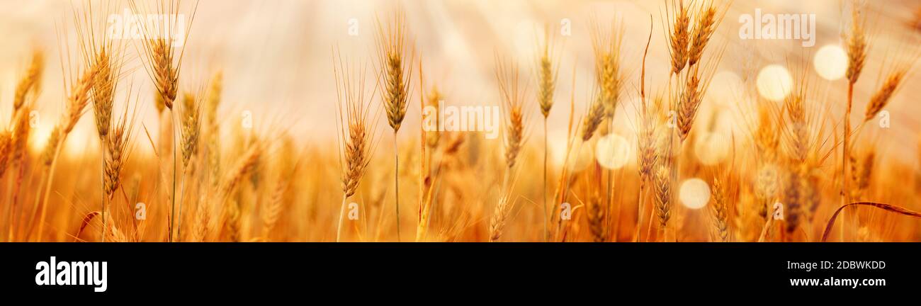 Campo di grano Saisonal in luminosi colori dorati. Primo piano con breve profondità di campo e bokeh astratto. Contesto per un concetto di nutrizione. Foto Stock