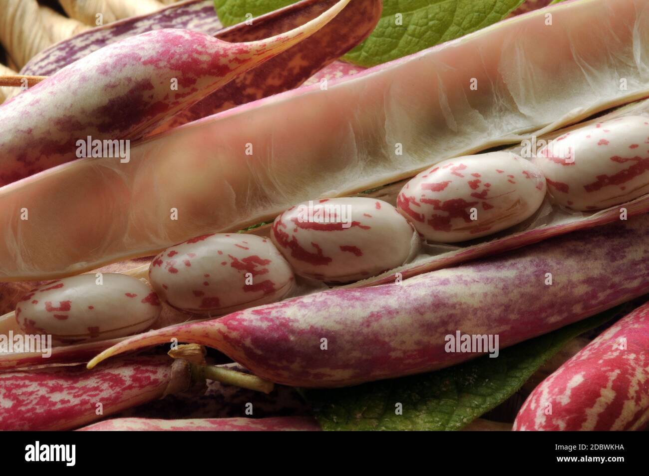 Primo piano sui fagioli freschi nel baccello. Foto Stock