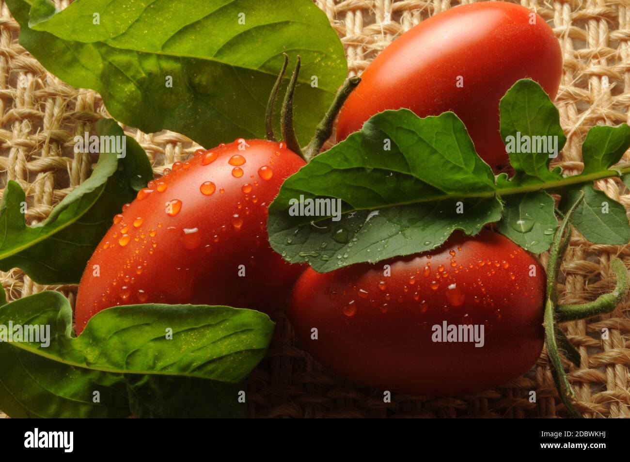 Pomodoro fresco San Marzano e rucola. Foto Stock