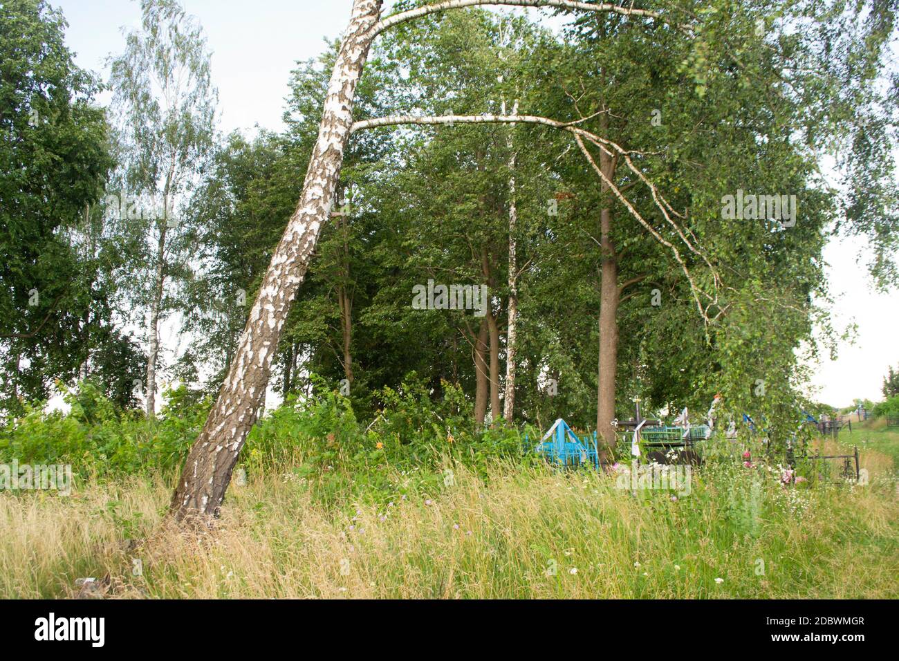 Vecchio cimitero in Bielorussia. Tronco di betulla e croce sulla tomba. Estate Foto Stock