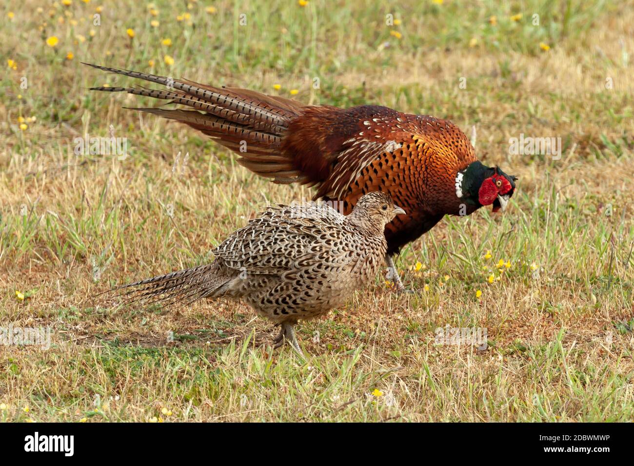 Fagiano maschio che corteggiava un fagiano femmina e mostra una coda di piume ventosa mentre si inzaglia. La femmina sta ignorando il maschio. Foto Stock
