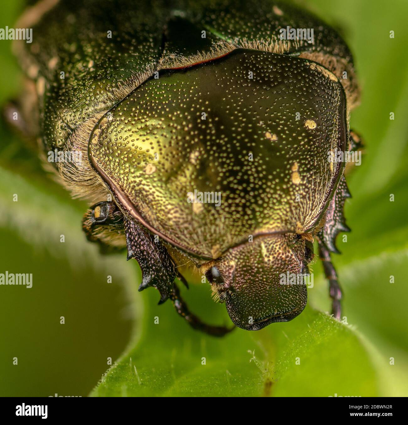 il coleottero verde su una foglia verde da vicino nell'ambiente naturale Foto Stock