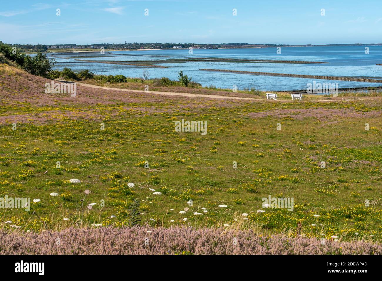 Prato selvaggio Foto Stock