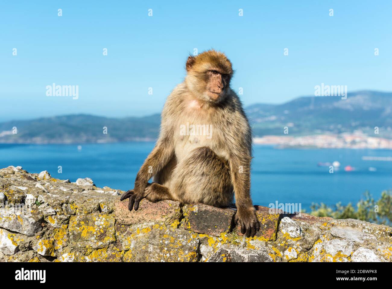 Barbery Ape o Gibilterra monkey seduto su una parete in cima alla Rocca di Gibilterra contro una vivida scenic seascape Foto Stock