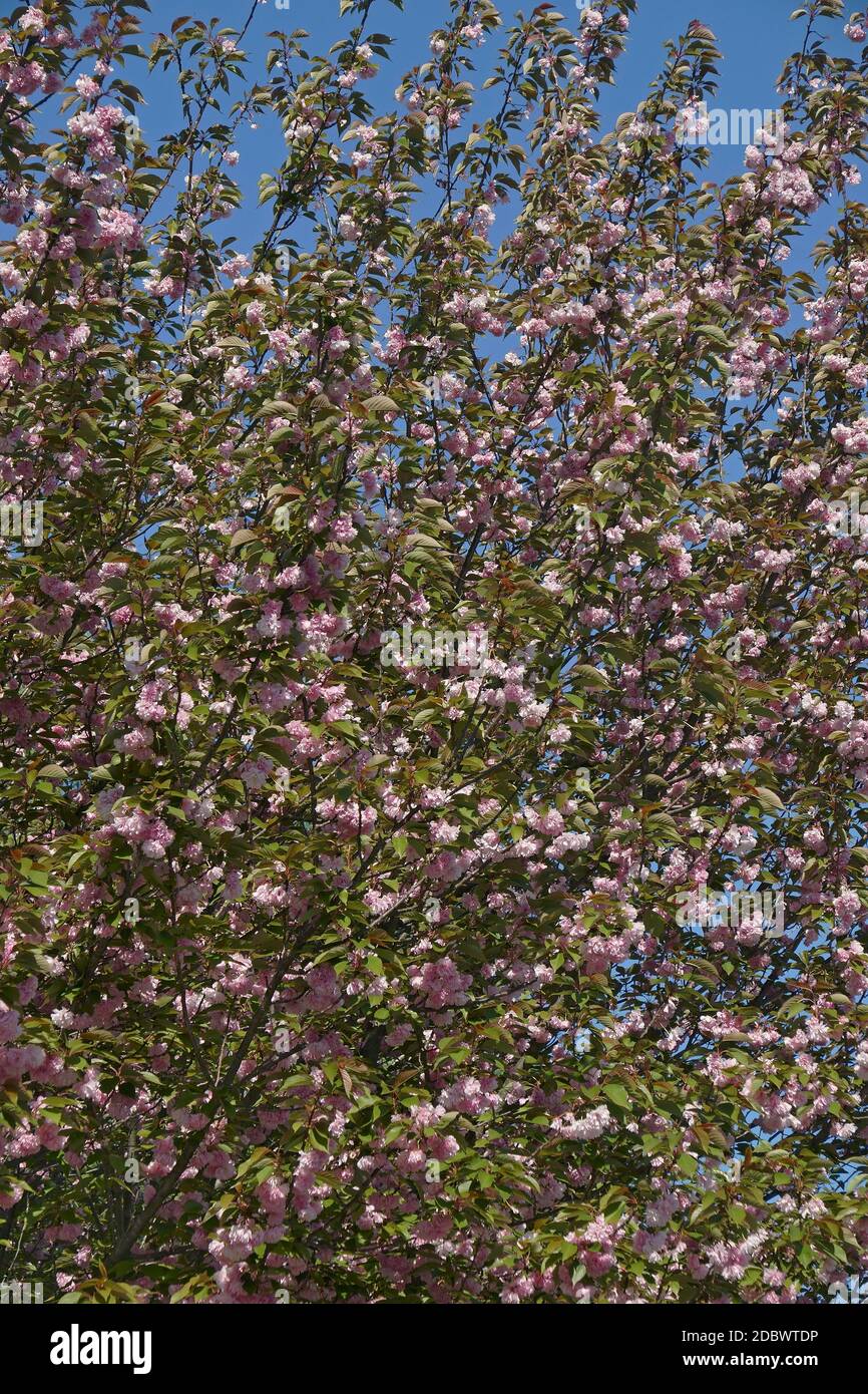 Ciliegio giapponese (Prunus serrulata). Chiamato Hill Cherry, Oriental Cherry e East Asian Cherry anche Foto Stock