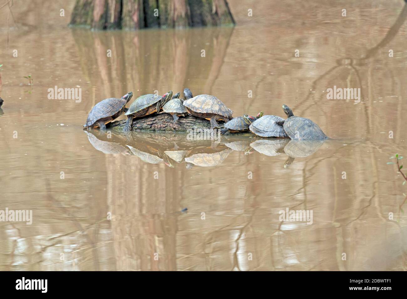 Tartarughe che si affollano insieme su un Log in Anahuac National Wildlife Rifugio in Texas Foto Stock