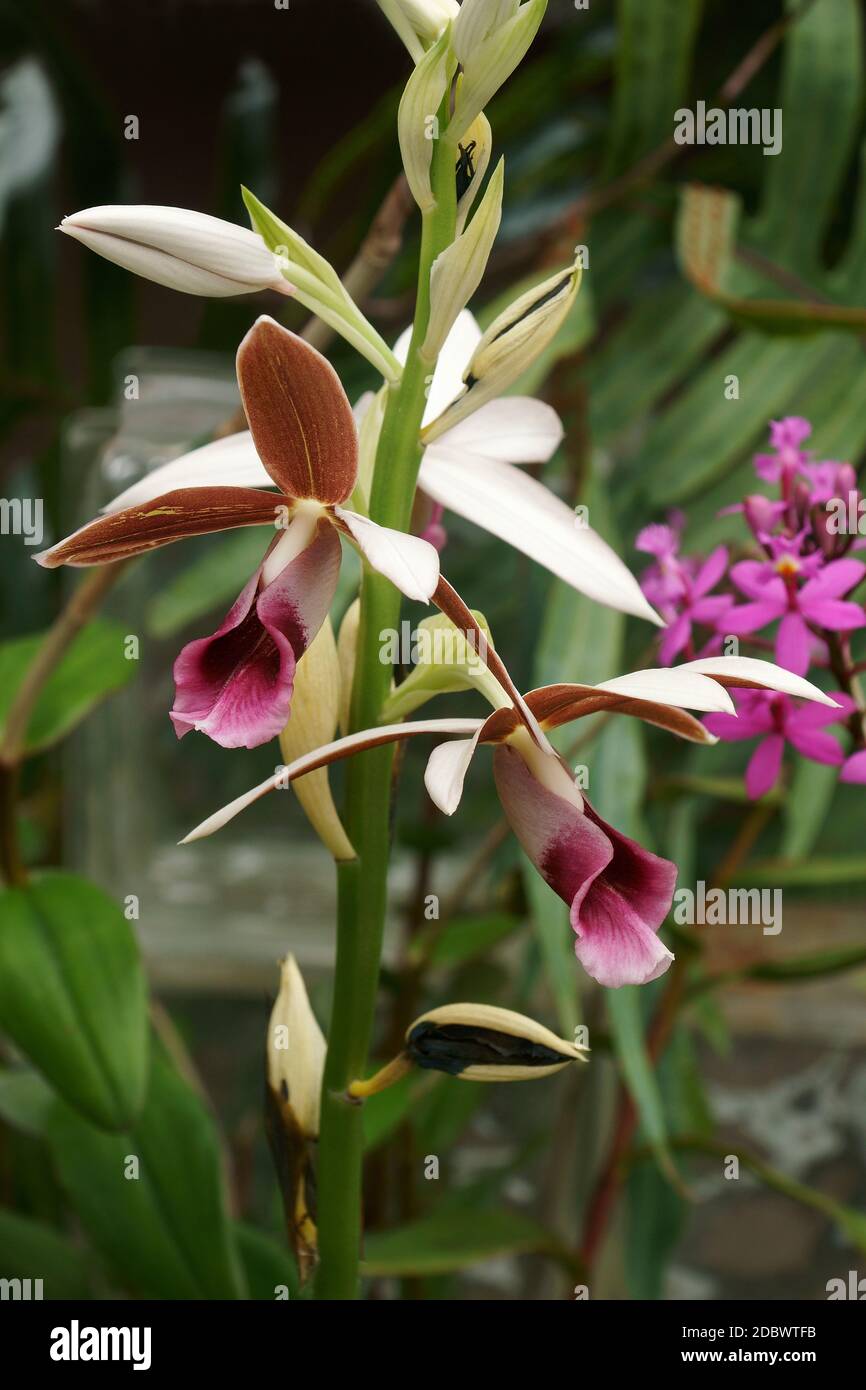 Grande palude-orchidea (Phaius tankervilleae). Chiamata giglio della palude, orchidea della palude, orchidea del cappuccio di Nun, orchidea velata, orchidea della palude di Lady Tankerville anche Foto Stock