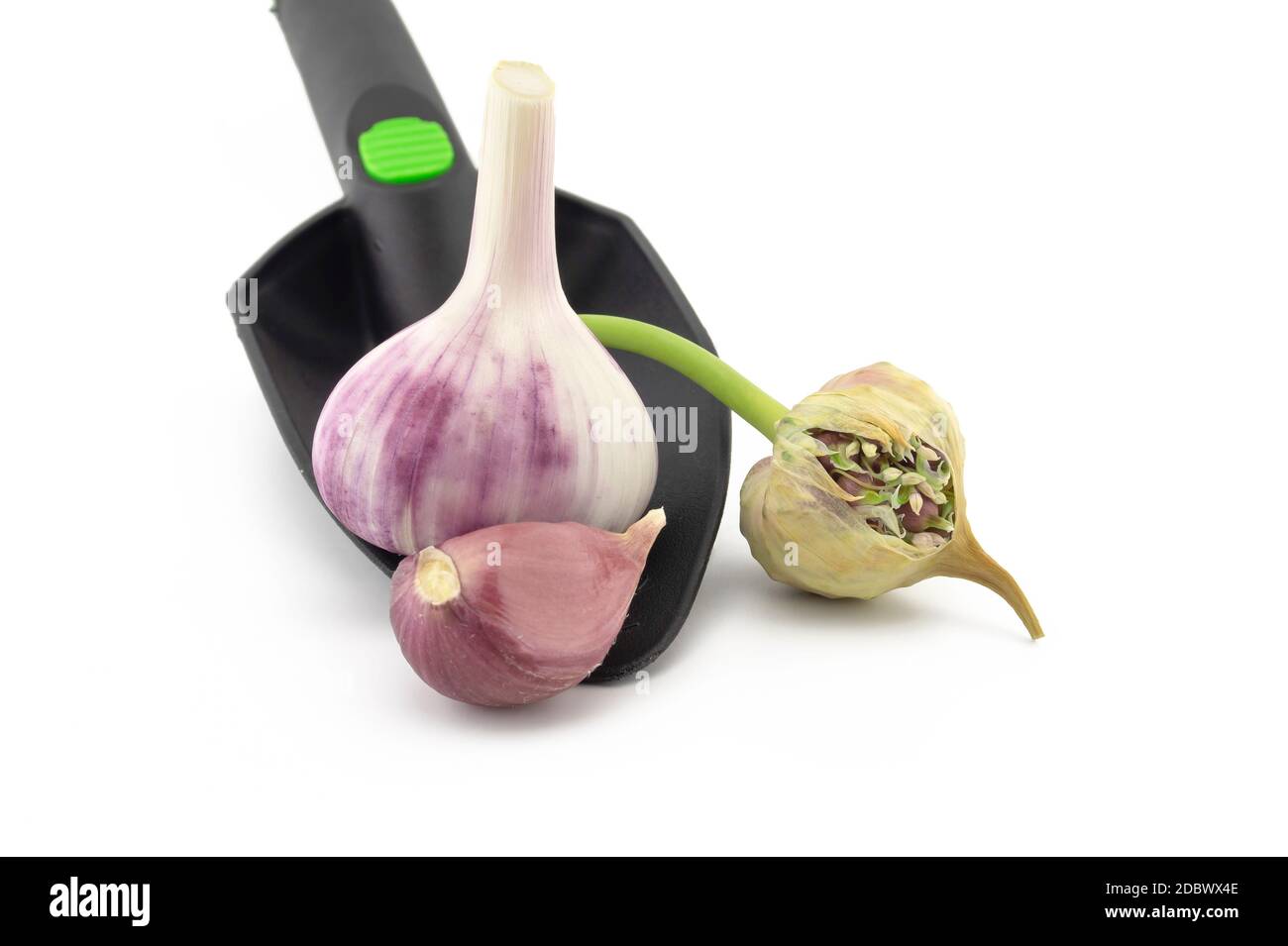 Bulbi di aglio, spicchi e testa di seme in cazzuola da giardino su bianco  in un concetto di piantare, crescere e raccogliere l'aglio Foto stock -  Alamy