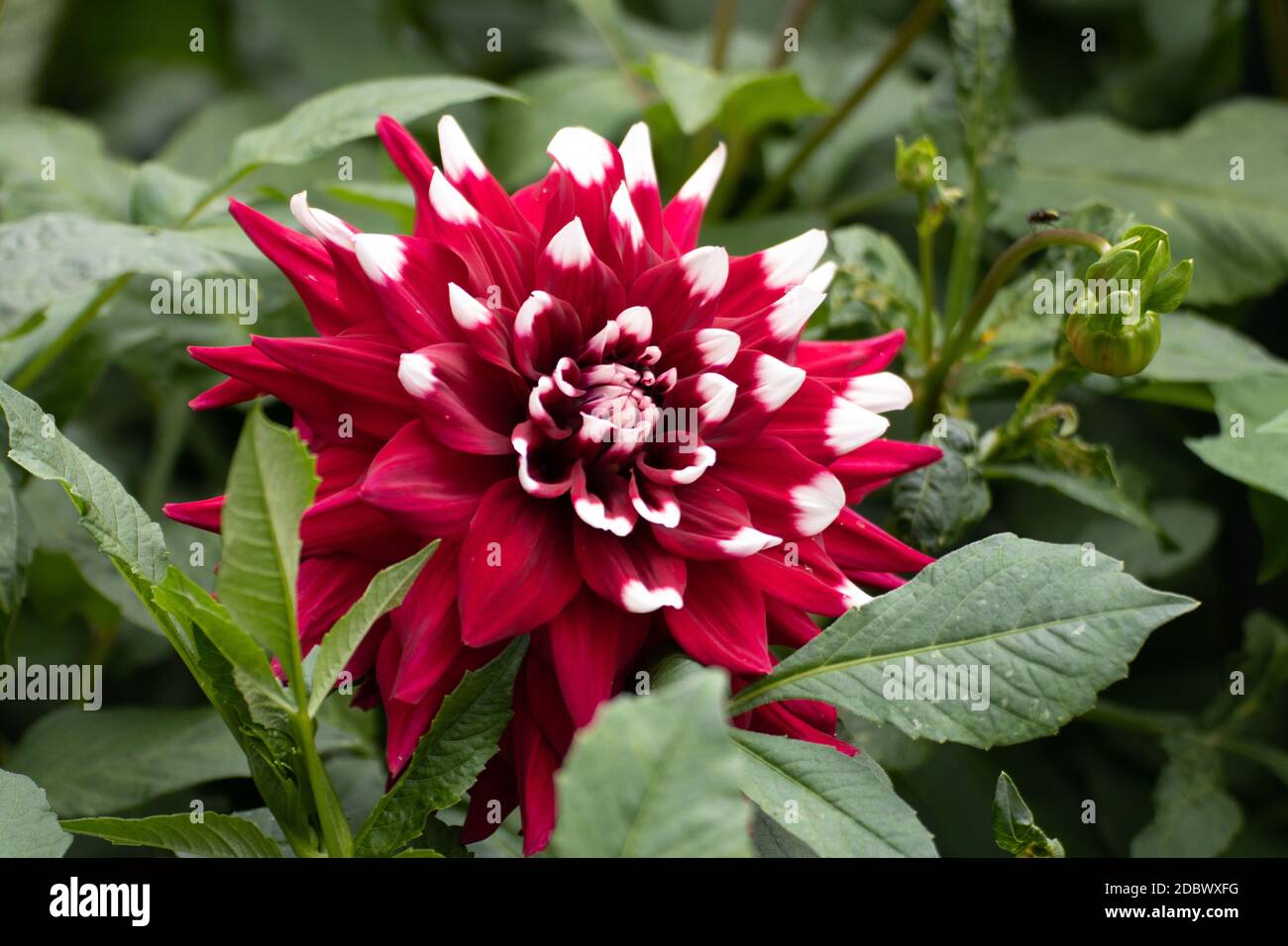 Un rosso dahlia fiorisce in sommer Foto Stock