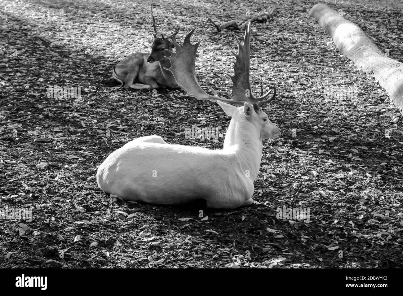 Studio di cervi, o cervi rossi nel suo ambiente naturale Foto Stock