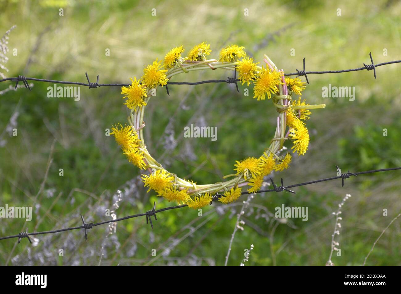 Corona di fiori di dente di leone appesa su una recinzione di filo spinato Foto Stock