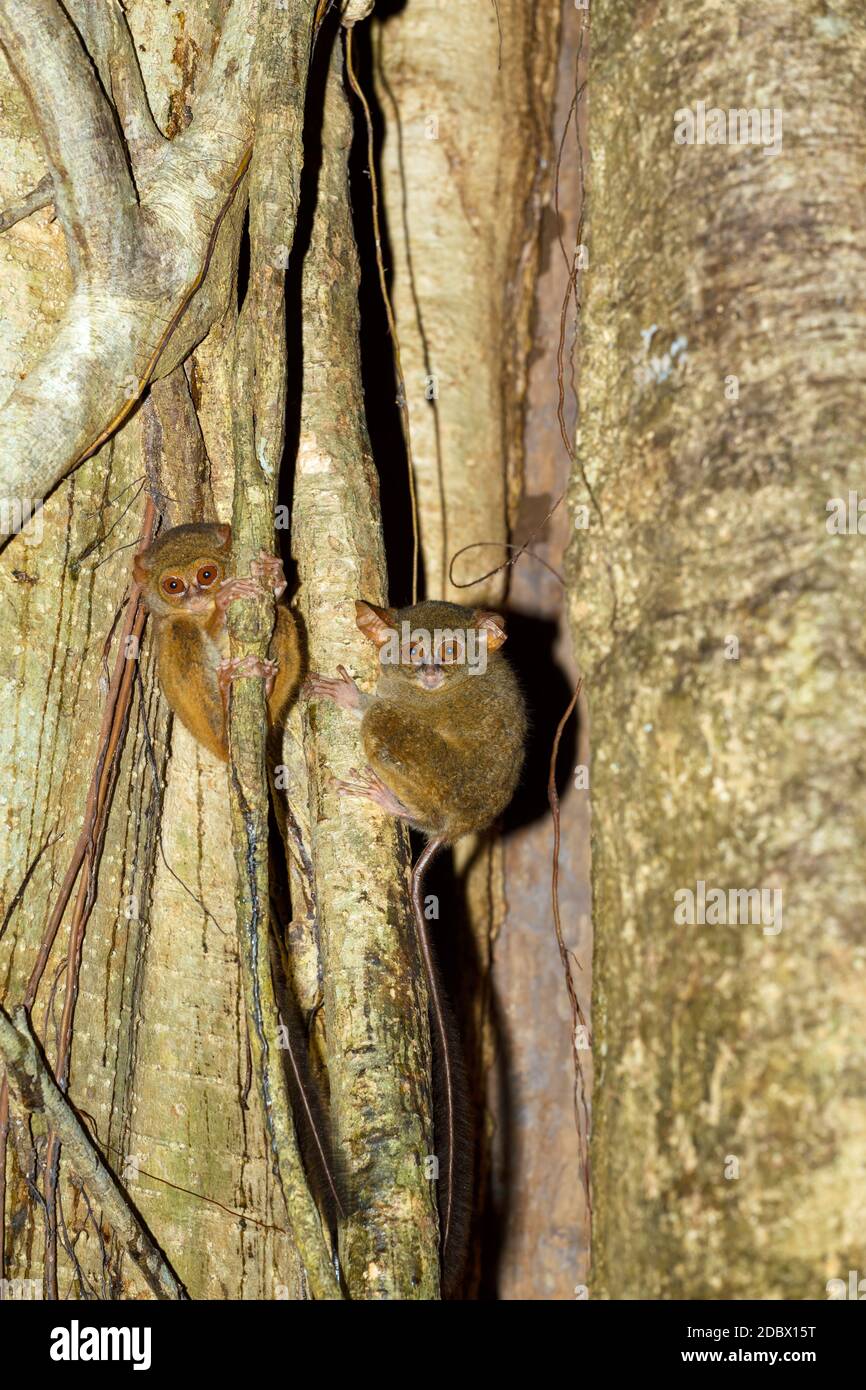 Molto raro ed endemico Spectral Tarsier, spettro di Tarsius, Parco Nazionale di Tangkoko, Sulawesi, il primate più piccolo del mondo, fauna selvatica indonesiana Foto Stock