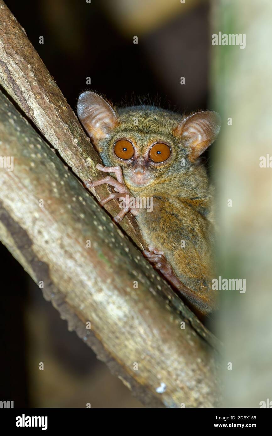 Molto raro ed endemico Spectral Tarsier, spettro di Tarsius, Parco Nazionale di Tangkoko, Sulawesi, il primate più piccolo del mondo, fauna selvatica indonesiana Foto Stock