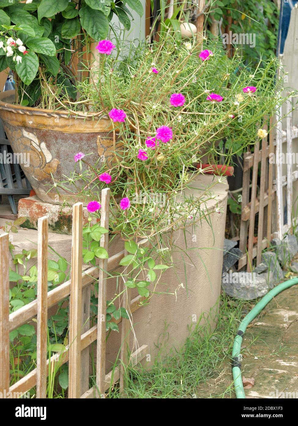 Colori autunnali nel giardino di casa del cortile anteriore Foto Stock