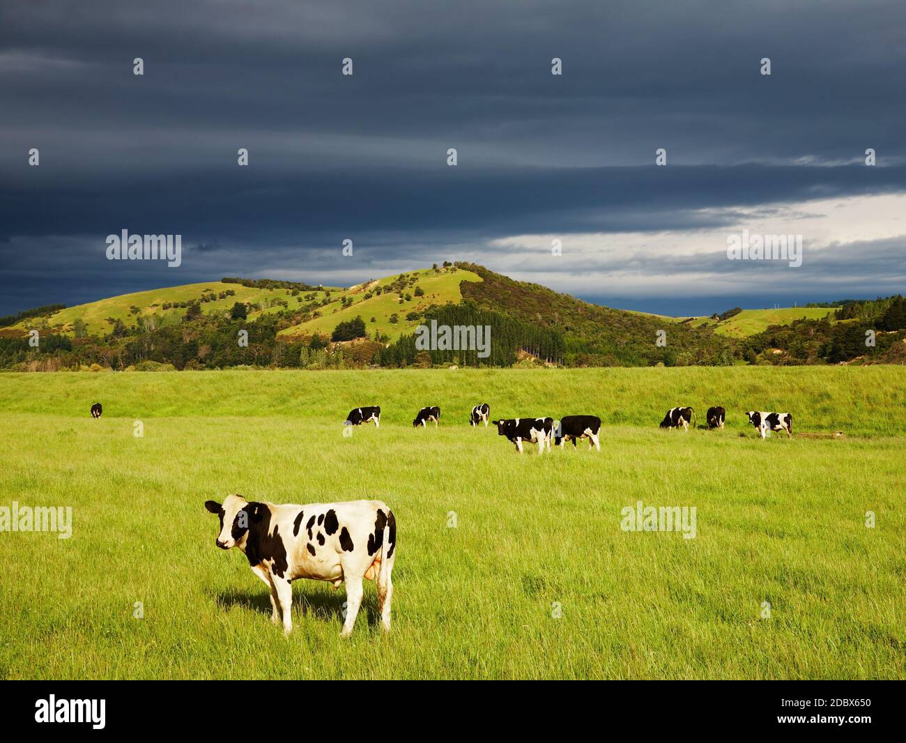 Pascolo vitelli sul campo verde, Nuova Zelanda Foto Stock
