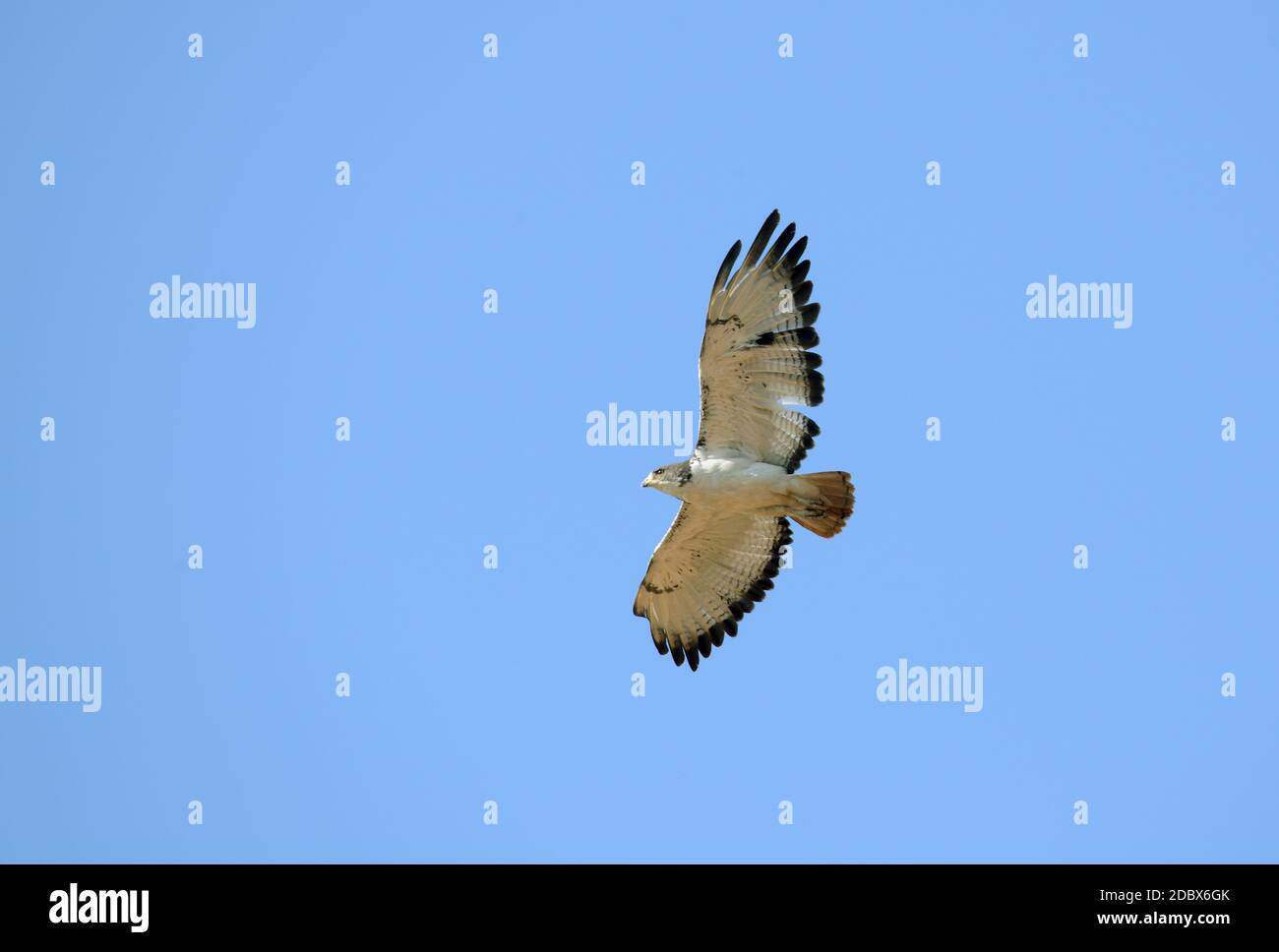 Aquila di serpente con la foresta nera in volo nel Kruger National Park, Sudafrica Foto Stock