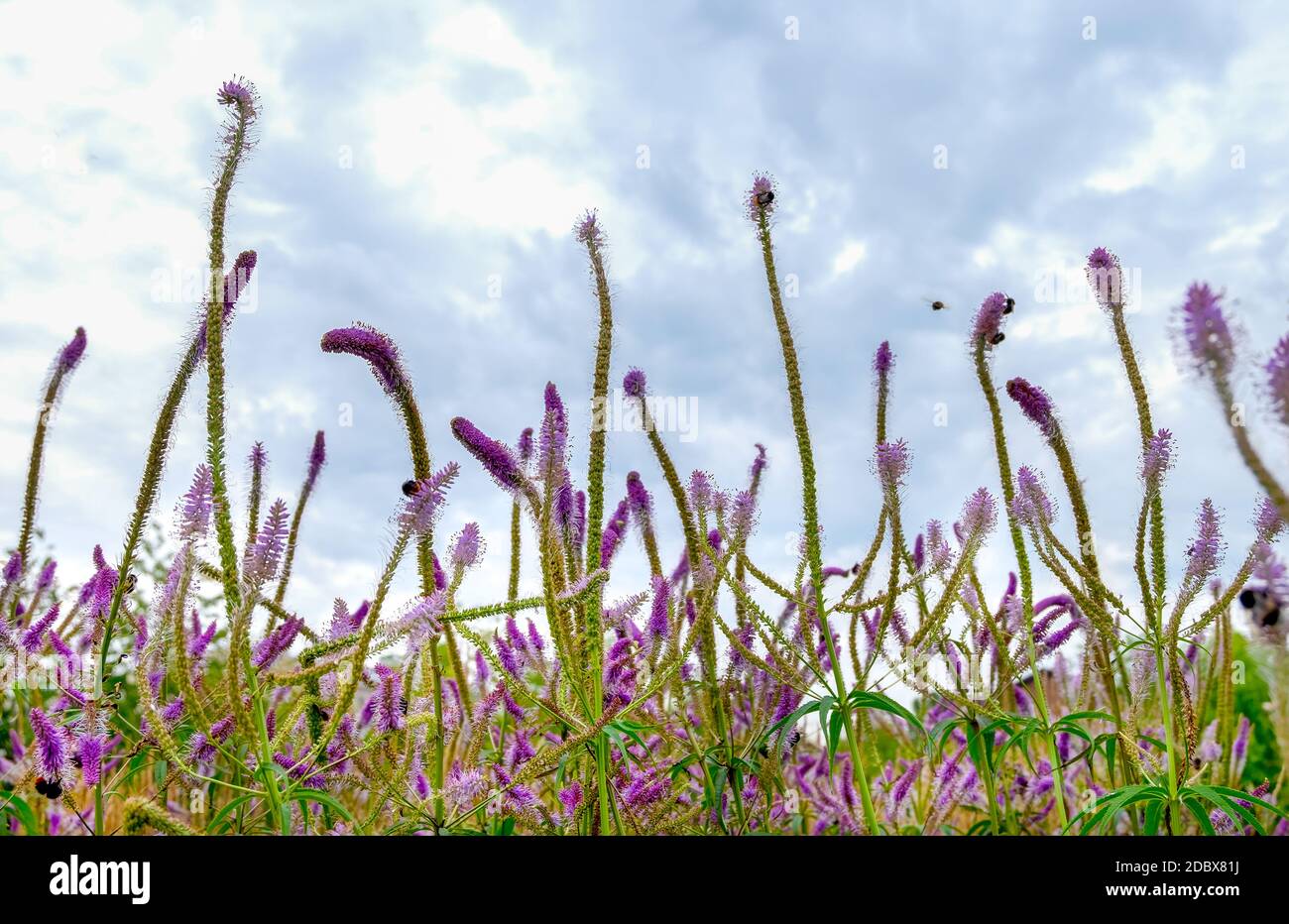 Primo piano di veronica longifolia pianta medicinale prato. Natura, ambiente. Orientamento orizzontale, messa a fuoco selettiva e morbida. Foto Stock